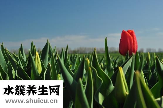 咸鵝燉雙筍