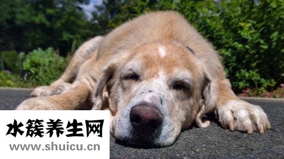 仰臥睡姿圖片