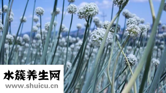 怎么搟餃子皮