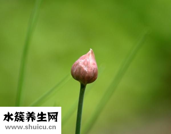 怎么搟餃子皮