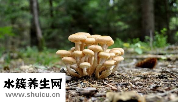 怎么搟餃子皮