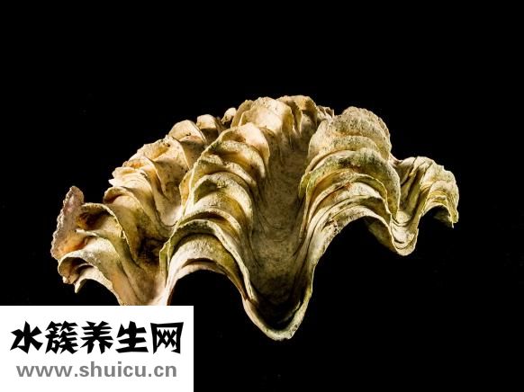 太陽能熱水