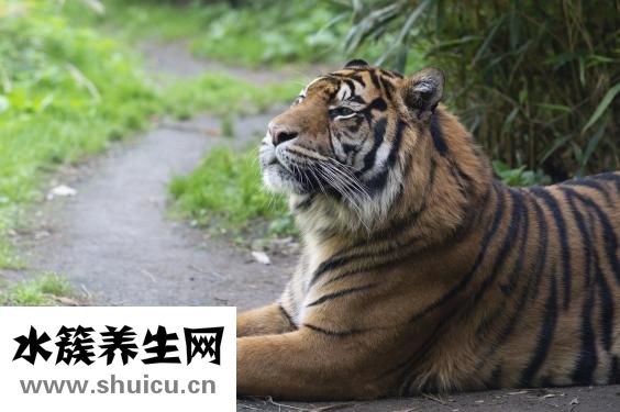 孕婦夢見老虎