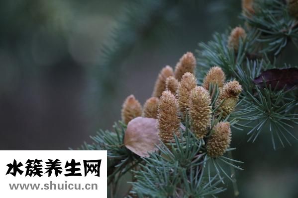 什么是間質瘤