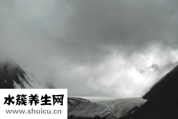 天山雪蓮花