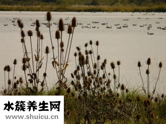 大米是粗糧嗎