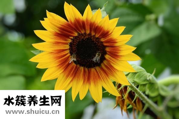 八四消毒液