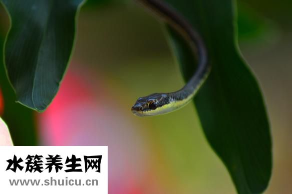 孕婦夢到好多蛇