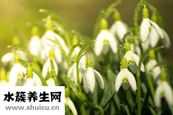 天山雪蓮花