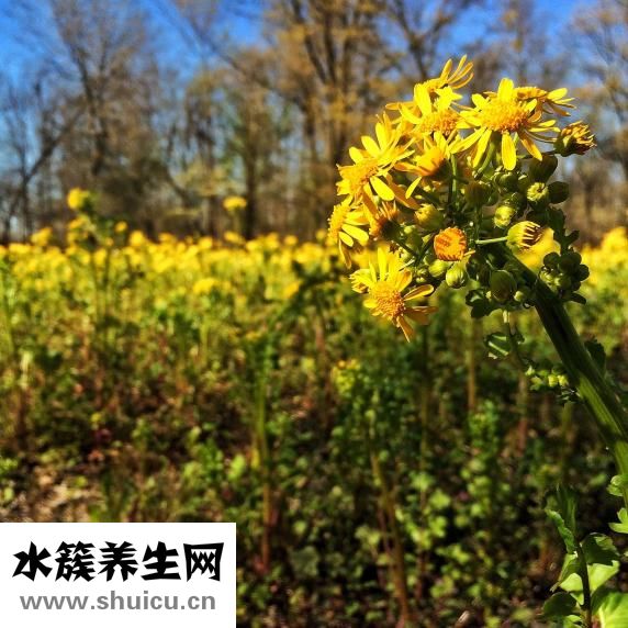 孕婦吃菠蘿