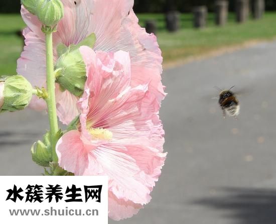頭皮屑很大塊