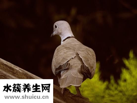 孕婦吃鴿子蛋