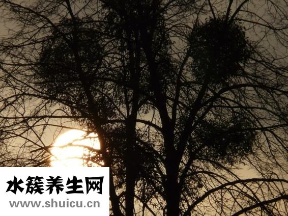 寄生蟲妄想癥