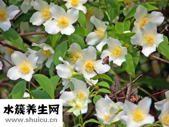 山茱萸的別名