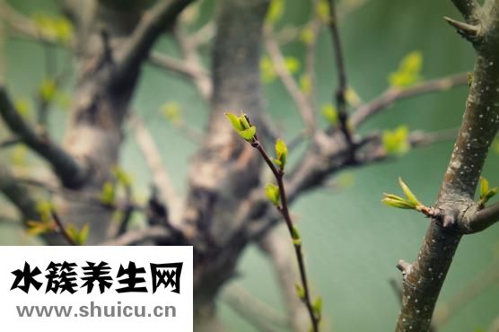 養胃喝什么