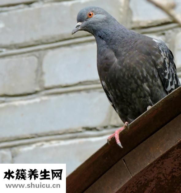 孕婦吃鴿子蛋