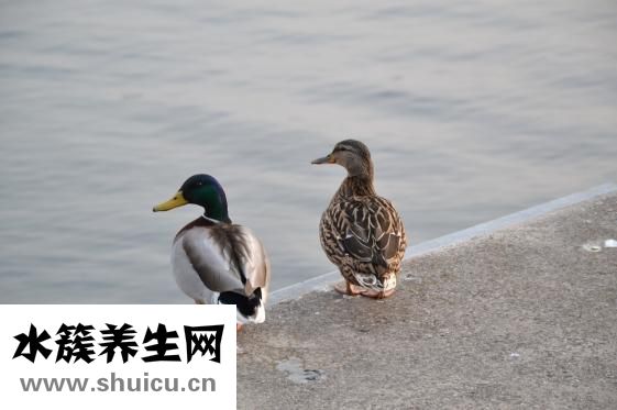 雙眼皮圖片