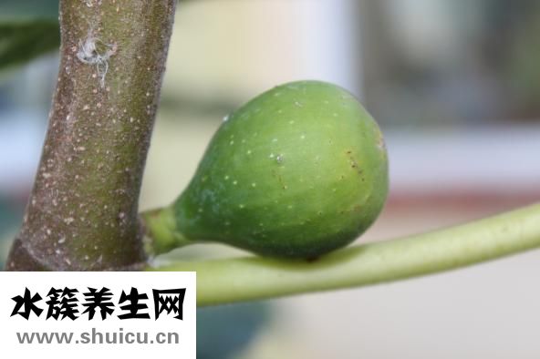 無花果泡水