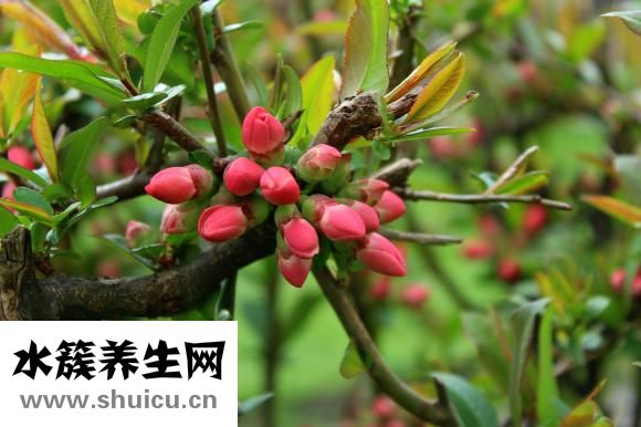 孕婦能吃木瓜