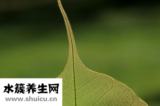 上下腔靜脈