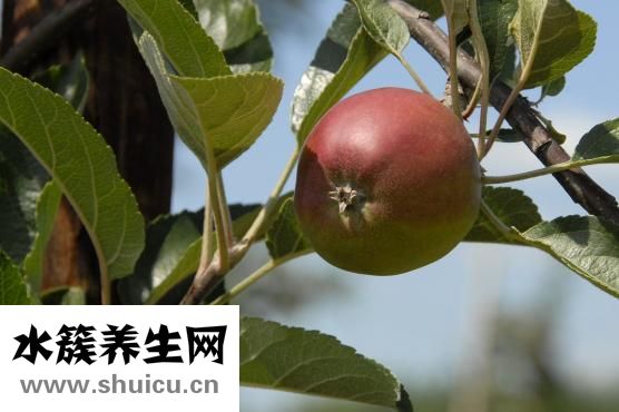 無渣半流食有哪些