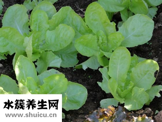 什么食品減肥