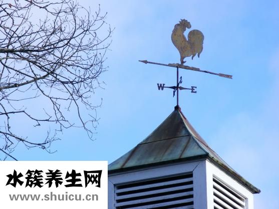 手癬的癥狀