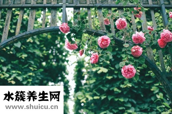 吃芋頭會胖嗎