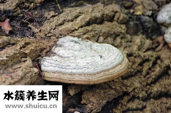 孕婦能養狗嗎
