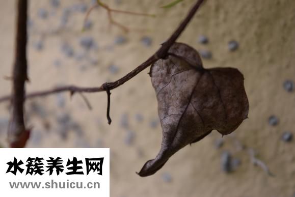 手流血的圖片