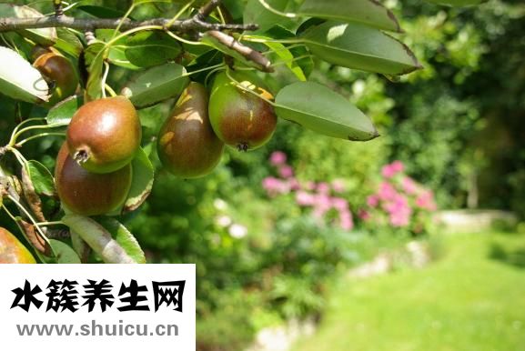 什么是蠶豆