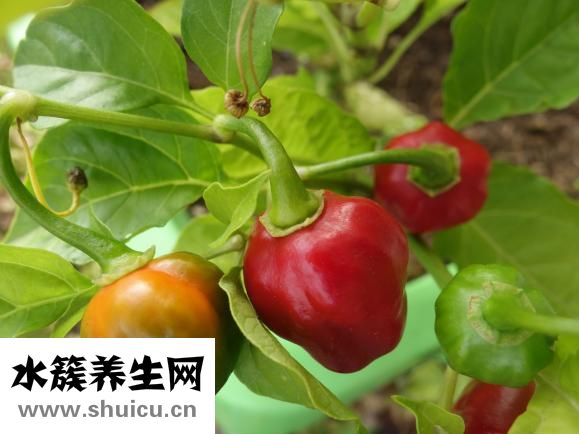 怎樣炸辣椒油