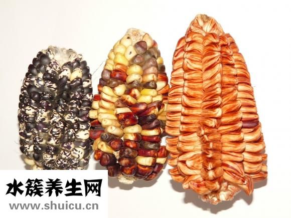 吃玉米會胖嗎