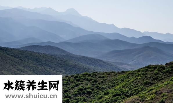 信陽毛尖功效