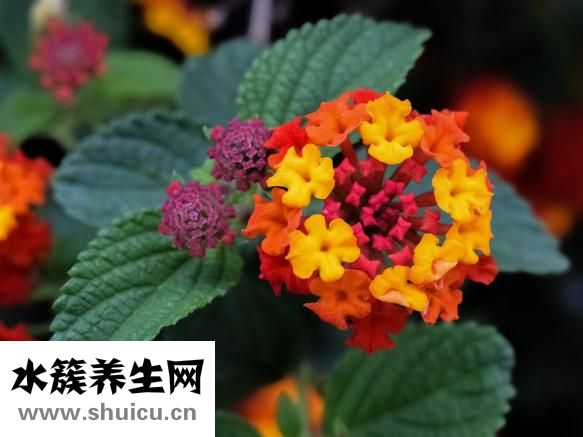 嬰幼兒益生菌