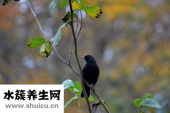怎樣自學針灸