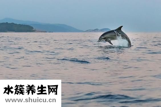 孕婦能吃魚嗎