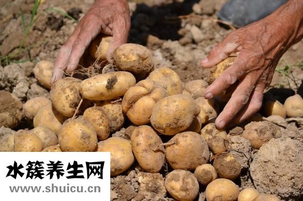 土豆粉的熱量