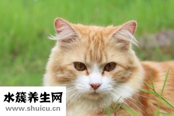 什么是肌無力