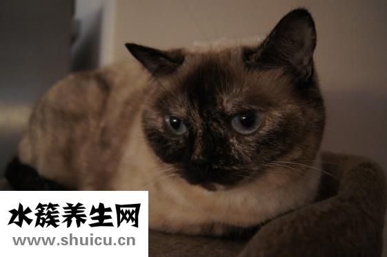 懷孕吃燕窩
