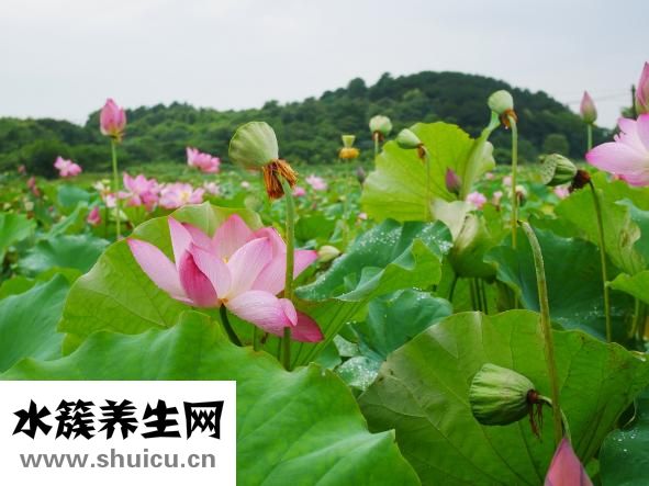 娃哈哈八寶粥