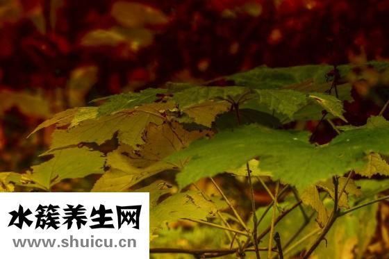 小拇指彎曲