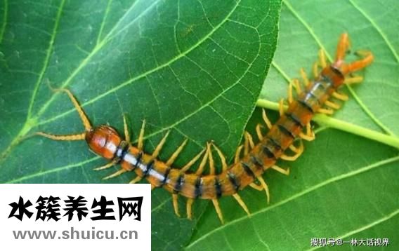怎么消滅蜈蚣