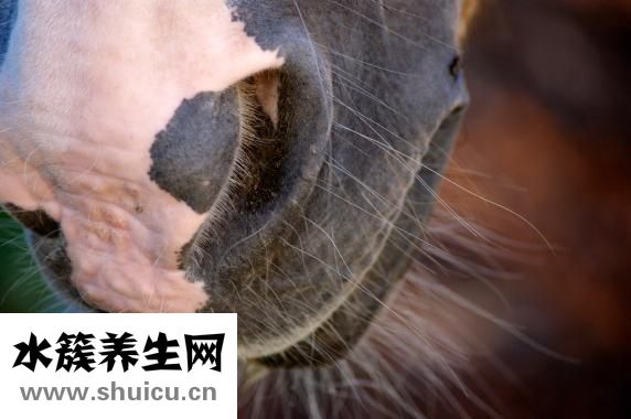 怎樣治好鼻炎