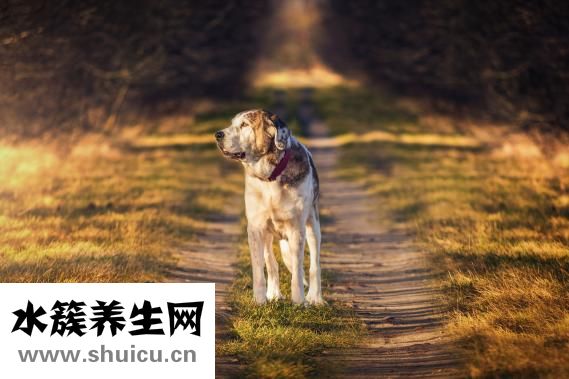 希爾安藥業