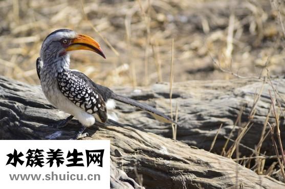 什么是蜂王漿