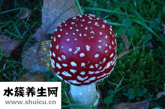 山藥木耳炒肉