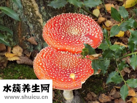 山藥木耳炒肉