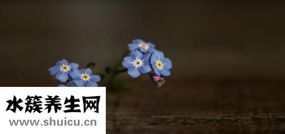 嬰兒紫草油
