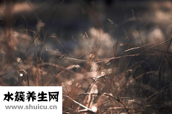 心肺復蘇按壓頻率